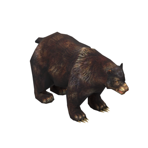 Black Bear