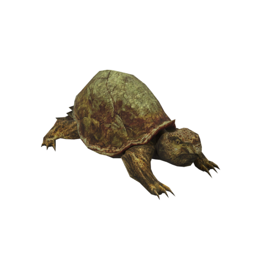 Young Turtle