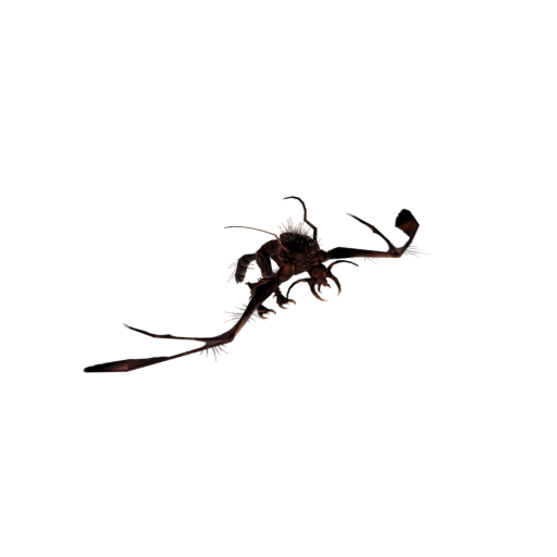 Doomed Ancient Kkraz