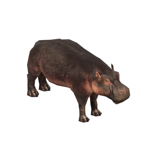 Aggressive Hippopotamus