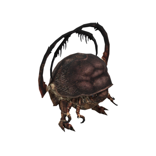 Rain Beetle