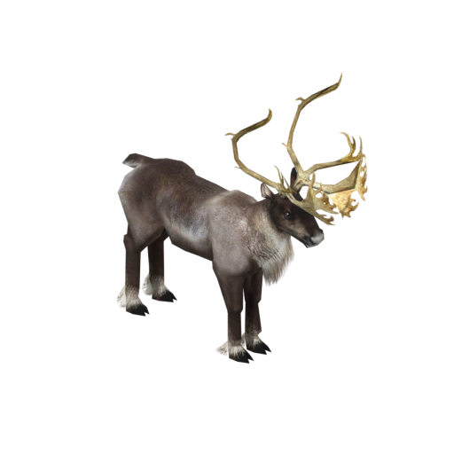 Caribou