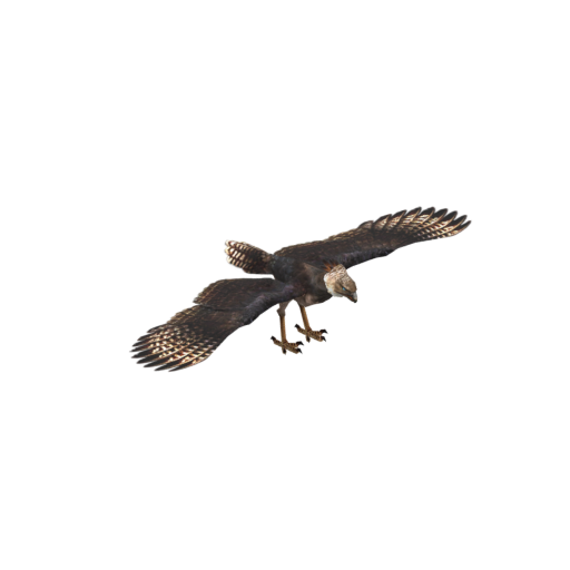 Mountain Eagle