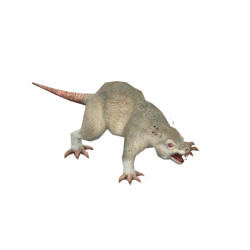 Albino Rat